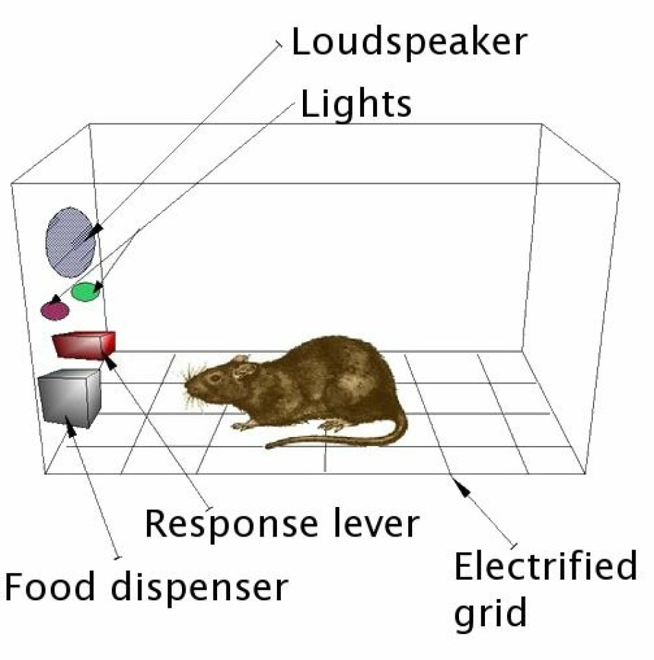 Her ser du en typisk Skinnerboks. Her får rotta en godbit når den gjør noe «riktig», mens den kan få strøm, i beina av å gjøre noe «feil».