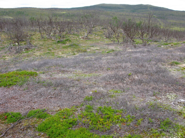 Slik ser skogen ut i området ved Polmak etter gjentatte lauvmakkangrep. (Foto: Framsenteret) Slik ser skogen ut i området ved Polmak etter gjentatte lauvmakkangrep. (Foto: Framsenteret)