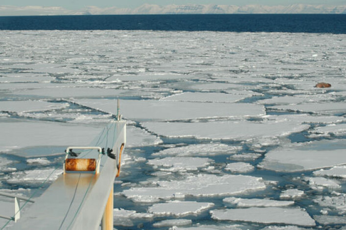 "FF Jan Mayen er et isgående fartøy som ofte møter marine dyrearter på sin vei mot Svalbard. Her ser man en antydning til en stor hvalross på ett av isflakene." "FF Jan Mayen er et isgående fartøy som ofte møter marine dyrearter på sin vei mot Svalbard. Her ser man en antydning til en stor hvalross på ett av isflakene."