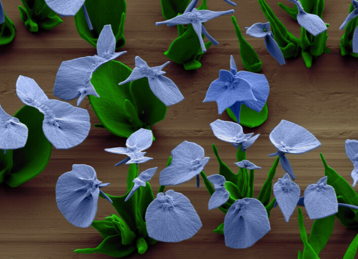 Nyformede mineralkronblader felles ut når vannet festes til de underliggende grønne stilkene. Elektronmikroskopiet er kunstig fargelagt, men med samme farger som de avbildede materialene. (Foto: (Elektronmikroskopi: Wim Noorduin))