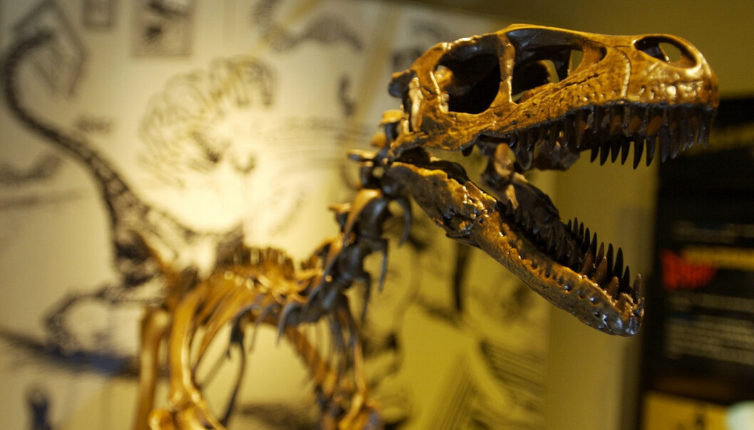 Dette beistet av en Tyrannosaurus rex besøkte Oslo for noe år siden. Stan som den heter, var 13 meter lang i levende live. Dette beistet av en Tyrannosaurus rex besøkte Oslo for noe år siden. Stan som den heter, var 13 meter lang i levende live.