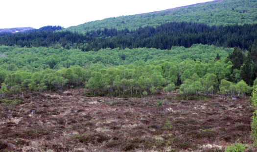 Hva betyr skogplanting i Norge?