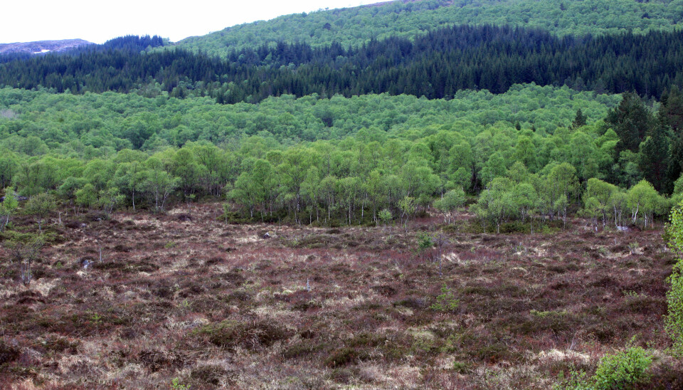 Hva betyr skogplanting i Norge, spør NIBIO-forsker Ryan Bright