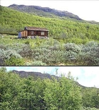 Inngrodd løvtreskog Inngrodd løvtreskog
