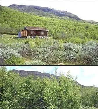 Inngrodd løvtreskog Inngrodd løvtreskog