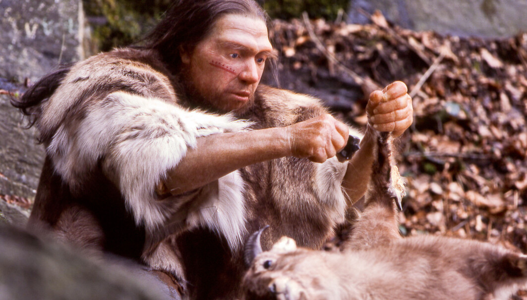 Spørsmålet om neandertalerne kunne snakke har blitt debattert i mange år. I en ny studie viser forskere at de i alle fall hadde hørselen til det. Spørsmålet om neandertalerne kunne snakke har blitt debattert i mange år. I en ny studie viser forskere at de i alle fall hadde hørselen til det.