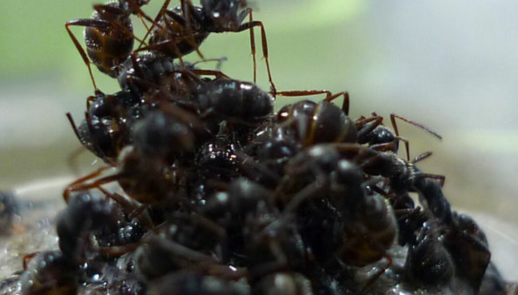 Maur bruker ungene som flåte