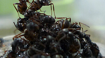 Maur bruker ungene som flåte