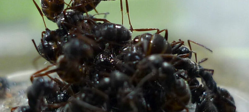 Disse maurene er i ferd med å bygge en flåte. Jessica Purcell