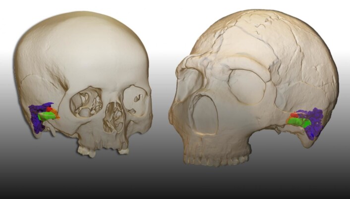 Her er en virituell konstruksjon av øret til et menneske (til venstre) og til en neandertaler (til høyre) Her er en virituell konstruksjon av øret til et menneske (til venstre) og til en neandertaler (til høyre)