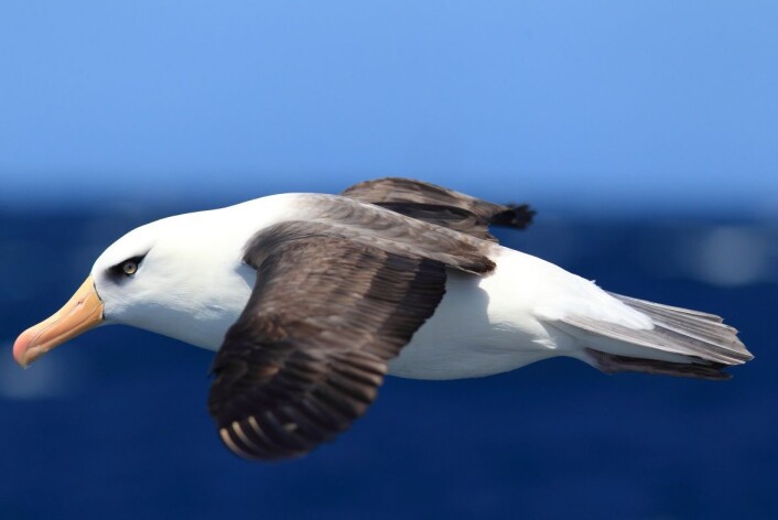 19 av 21 albatrossarter i dag er truet av utryddelse. (Foto: Feathercollector, NTB scanpix) 19 av 21 albatrossarter i dag er truet av utryddelse. (Foto: Feathercollector, NTB scanpix)