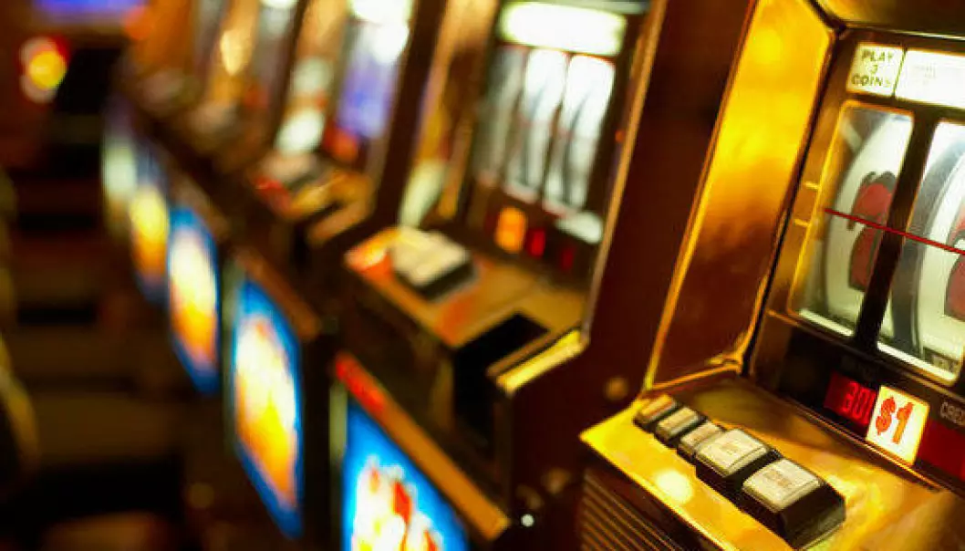 Studie på gambler-rotter gir håp om kur for spelavhengigheit