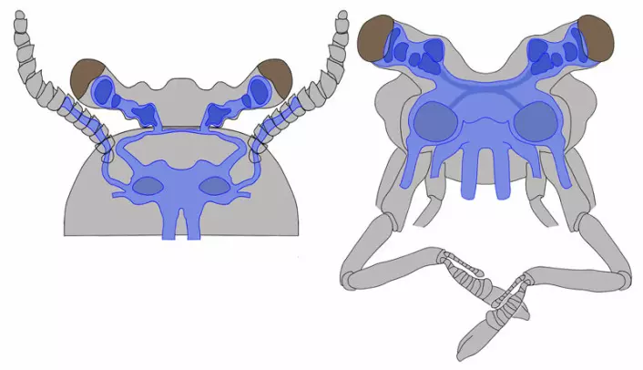 En rekonstruksjon av hjernen til Fuxianhuia (til venstre) og eremittkrepsen Coenobita clypeatus viser at hjernene har en relativt lik oppbygging av synslappene og synsnervene. (Foto: Nicholas J. Strausfeld)