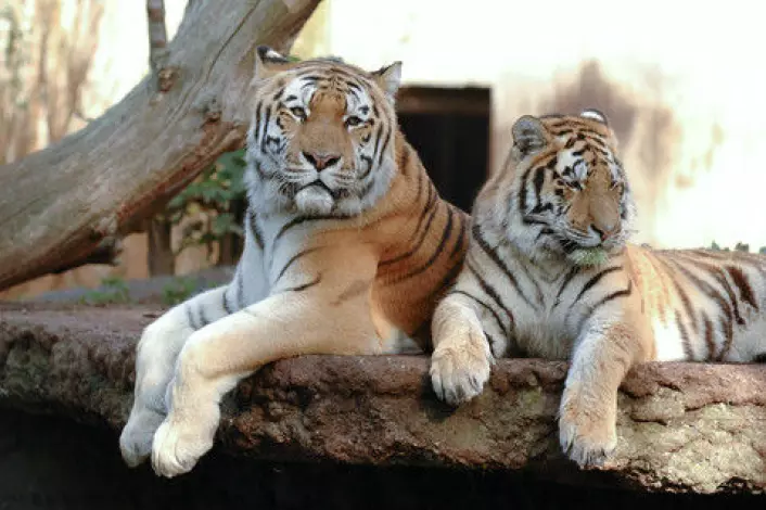 De tre tigrene i Københavns Zoo er av underarten sibirtiger (Panthera Tigris altaica). De er en del av en svært truet art: Man mener at høyst 400 individer lever i naturen. (Foto: Colourbox)