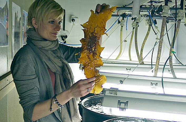 Forskerne har løst utfordringene og kan nå produsere kimplanter for produksjon av sukkertare hele året. - Dette gjør det mulig å utnytte det gode vekstpotensialet til plantene på de mest gunstige tidene på året, sier forsker Silje Forbord ved Sintef. (Foto: Annelise Leonczek/Bellona) Forskerne har løst utfordringene og kan nå produsere kimplanter for produksjon av sukkertare hele året. - Dette gjør det mulig å utnytte det gode vekstpotensialet til plantene på de mest gunstige tidene på året, sier forsker Silje Forbord ved Sintef. (Foto: Annelise Leonczek/Bellona)