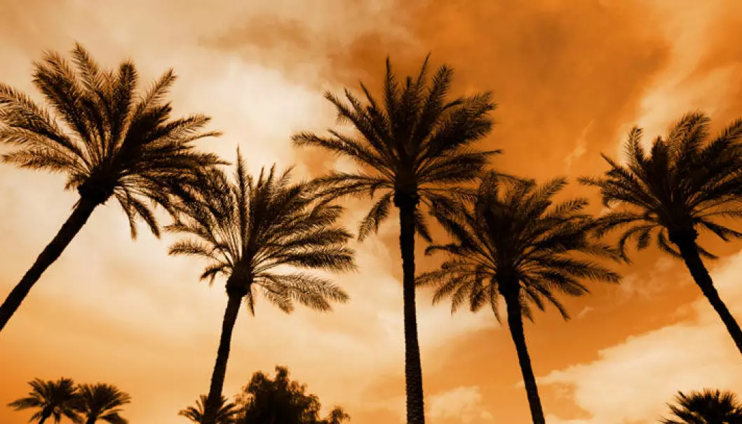 Klimaendringer rammer palmer