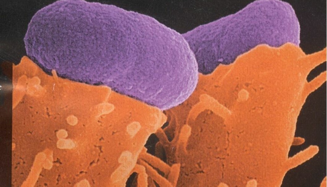 Frykter flere E. coli-problemer