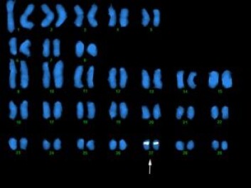 Fluorescence in situ hybridization (FISH) av BAC kloner, viser at MHC gener befinner seg i to dupliserte områder i atlantisk laks. MHC klasse IA region er plassert på kromosom 27.... Fluorescence in situ hybridization (FISH) av BAC kloner, viser at MHC gener befinner seg i to dupliserte områder i atlantisk laks. MHC klasse IA region er plassert på kromosom 27....