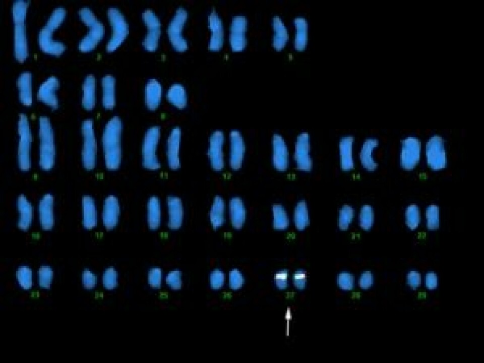 Fluorescence in situ hybridization (FISH) av BAC kloner, viser at MHC gener befinner seg i to dupliserte områder i atlantisk laks. MHC klasse IA region er plassert på kromosom 27....