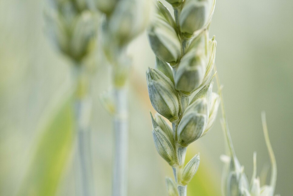 Mais og hvete har endret rotsystem for å øke toleransen for tørke.