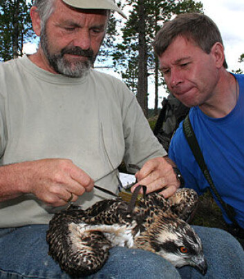 "Seniorforsker Torgeir Nygård (t.v) fra NINA knyter satellittsender på fiskeørnungen sammen med Rolf Terje Kroglund." "Seniorforsker Torgeir Nygård (t.v) fra NINA knyter satellittsender på fiskeørnungen sammen med Rolf Terje Kroglund."