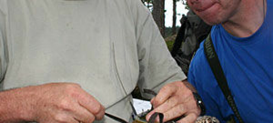 'Seniorforsker Torgeir Nygård (t.v) fra NINA knyter satellittsender på fiskeørnungen sammen med Rolf Terje Kroglund.'