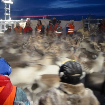 Tellekorpset. (Foto: Torkild Tveraa) Tellekorpset. (Foto: Torkild Tveraa)