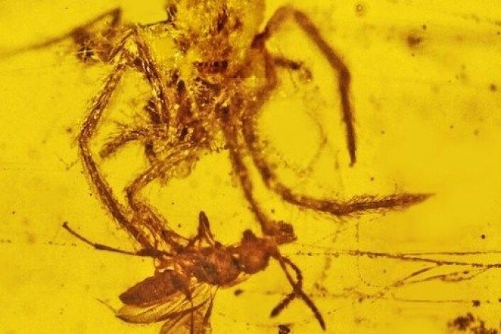 Forskere har nylig funnet det de mener er det første fossilet av en edderkopp som går til angrep på et fanget bytte. (Foto: Oregon State University) Forskere har nylig funnet det de mener er det første fossilet av en edderkopp som går til angrep på et fanget bytte. (Foto: Oregon State University)