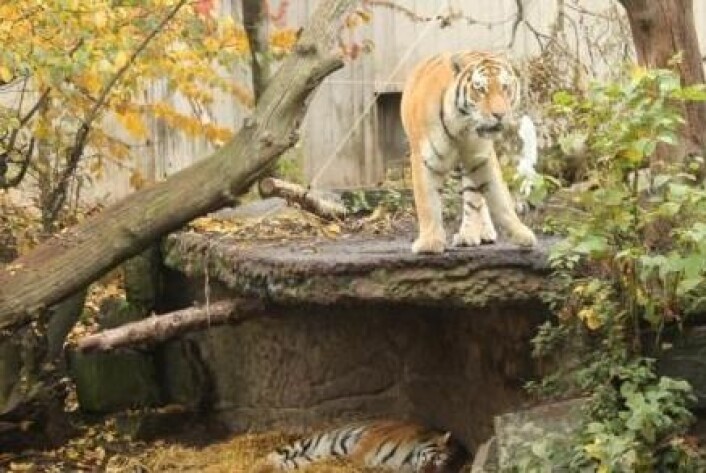 Sibirtigeren er den største av de seks nålevende tigerartene. Den har levd i store områder i det østlige Sibir, samt det nordlige Kina og hele Korea-halvøya. Nå finnes den bare i den russiske Amur-regionen og svært få steder i Kina og Nord-Korea. Krypskyting og tap av leveområder er de største truslene mot sibirtigeren. (Foto: Jeppe Wojcik) Sibirtigeren er den største av de seks nålevende tigerartene. Den har levd i store områder i det østlige Sibir, samt det nordlige Kina og hele Korea-halvøya. Nå finnes den bare i den russiske Amur-regionen og svært få steder i Kina og Nord-Korea. Krypskyting og tap av leveområder er de største truslene mot sibirtigeren. (Foto: Jeppe Wojcik)