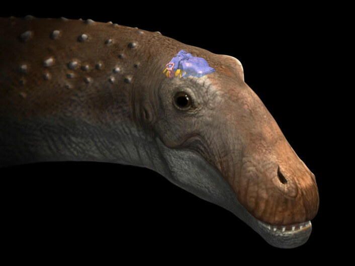 Illustrasjon av hvordan Ampelosaurus sp. kan ha sett ut, med 3D-rekonstruksjon av hjernen inntegnet. (Foto: (Illustrasjon: O. Sanisidro))
