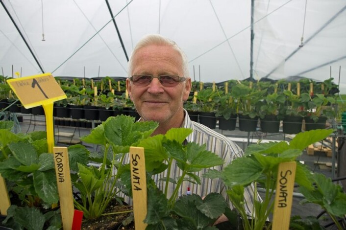 Få bæra under tak, rår Arnfinn Nes hos Bioforsk. (Foto: Georg Mathisen) Få bæra under tak, rår Arnfinn Nes hos Bioforsk. (Foto: Georg Mathisen)