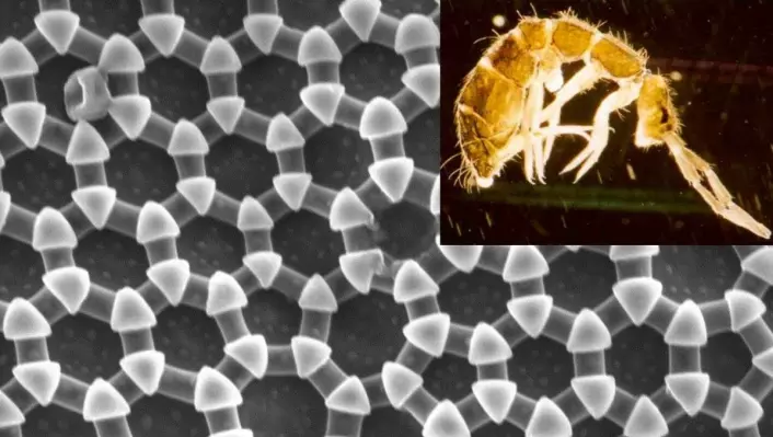 Dette mønsteret i huda til insektet spretthale ønsker forskarar å kopiere for å lage superavstøytande overflater. (Foto: Christian Thaulow, NTNU/U. Burkhardt, Wikimedia Commons)