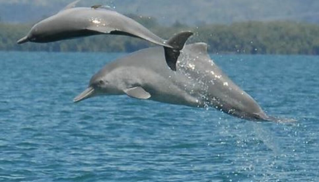 Ny delfinart oppdaga i Australia