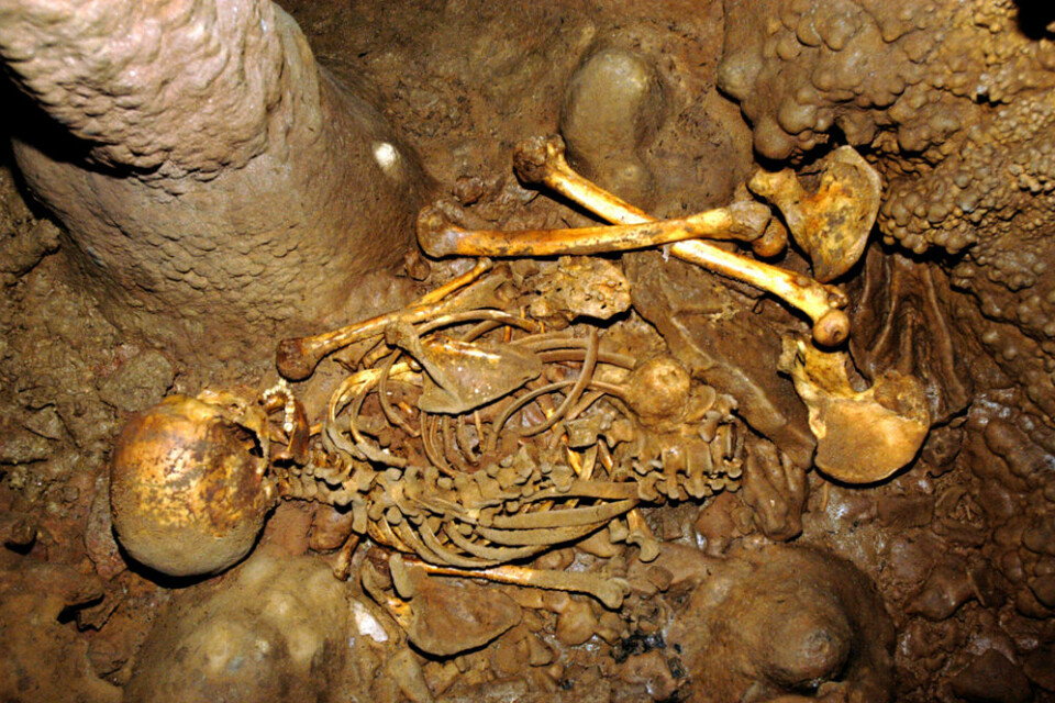 Skjelettet i La Braña-Arintero-hula, slik det ble funnet i 2006. (Foto: J.M. Vidal Encina)