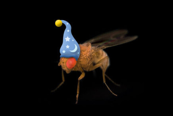 Også fruktfluer trenger en god natts søvn. (Illustrasjon/foto: Per Byhring / Colourbox) Også fruktfluer trenger en god natts søvn. (Illustrasjon/foto: Per Byhring / Colourbox)