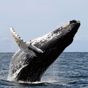 Knølhval, fotografert på nordøstkysten av USA. (Foto: Whit Welles, GNU Free Documentation License, se lisens.) Knølhval, fotografert på nordøstkysten av USA. (Foto: Whit Welles, GNU Free Documentation License, se lisens.)