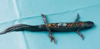 Flere hundre salamandre har blitt merket med mikrochips i løpet av forskningsprosjektet, og i tillegg har 26 individer blitt merket med radiosender, som avbildet her. (Foto: Børre Kind Dervo/NINA)