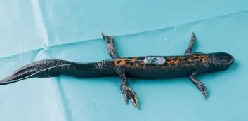Flere hundre salamandre har blitt merket med mikrochips i løpet av forskningsprosjektet, og i tillegg har 26 individer blitt merket med radiosender, som avbildet her. (Foto: Børre Kind Dervo/NINA) Flere hundre salamandre har blitt merket med mikrochips i løpet av forskningsprosjektet, og i tillegg har 26 individer blitt merket med radiosender, som avbildet her. (Foto: Børre Kind Dervo/NINA)