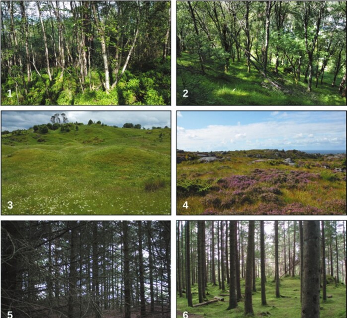 Fotografier brukt i studien. Hva synes du er vakrest? 1. Ung blandingsskog (i gjengroing), 2. Gammel blandingsskog, 3. Beitemark, 4. Lynghei, 5. Ung plantet granskog, 6. Gammel plantet granskog. Fotografier brukt i studien. Hva synes du er vakrest? 1. Ung blandingsskog (i gjengroing), 2. Gammel blandingsskog, 3. Beitemark, 4. Lynghei, 5. Ung plantet granskog, 6. Gammel plantet granskog.