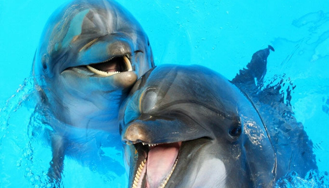 Delfiner har elefanthukommelse