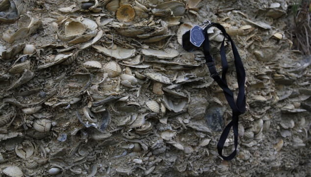 Fossils contain information on the evolution of life before our time. This photo shows 2 million years old fossils found in New Zealand. Fossils contain information on the evolution of life before our time. This photo shows 2 million years old fossils found in New Zealand.