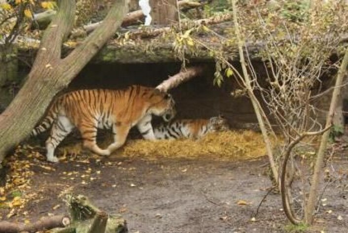 Det er ikke alltid lett å finne en tiger man liker. Men det håper Christina Lehmkuhl Noer å gjøre noe med. Tanken er at hunntigeren blir presentert for duftprøver fra flere hanntigere. Ut fra hunnens respons kan man forhåpentligvis se hvilken hun foretrekker. (Foto: Jeppe Wojcik) Det er ikke alltid lett å finne en tiger man liker. Men det håper Christina Lehmkuhl Noer å gjøre noe med. Tanken er at hunntigeren blir presentert for duftprøver fra flere hanntigere. Ut fra hunnens respons kan man forhåpentligvis se hvilken hun foretrekker. (Foto: Jeppe Wojcik)