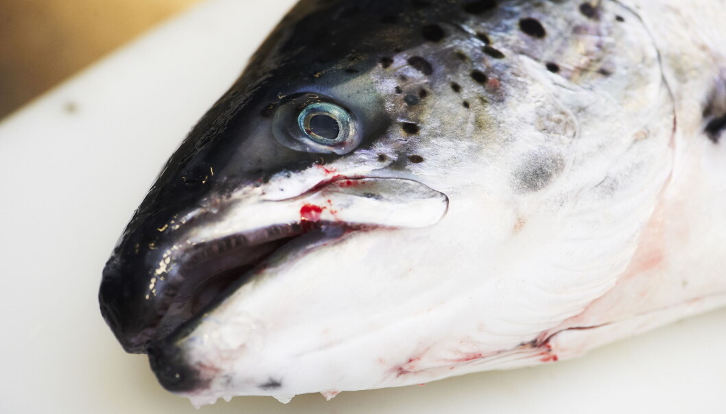 Det er fremdeles store utfordringer i oppdrettsnæringen, fastslår Veterinærinstituttets fiskehelserapport for 2020. Det er fremdeles store utfordringer i oppdrettsnæringen, fastslår Veterinærinstituttets fiskehelserapport for 2020.