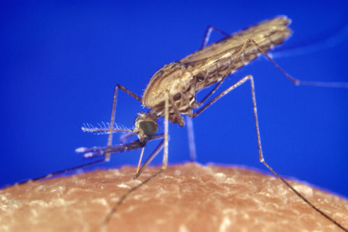 Myggen Anopheles gambiae påvirkes av malariaparasitt til å stikke oftere, ifølge ny studie. (Foto: Centers for Disease Control and Prevention (CDC)/James Gathany) Myggen Anopheles gambiae påvirkes av malariaparasitt til å stikke oftere, ifølge ny studie. (Foto: Centers for Disease Control and Prevention (CDC)/James Gathany)