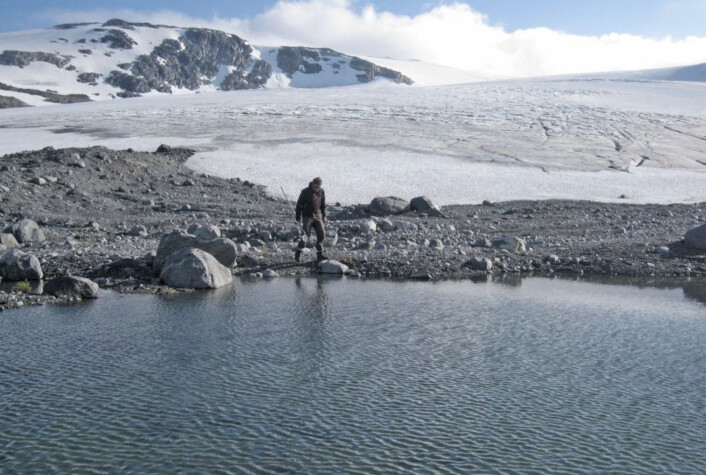 Fra smeltevannsdammene ved kanten av Midtdalsbreen har forskerne samlet insekter for å undersøke mageinnholdet og karbondatere dem. (Foto: Sigmund Hågvar) Fra smeltevannsdammene ved kanten av Midtdalsbreen har forskerne samlet insekter for å undersøke mageinnholdet og karbondatere dem. (Foto: Sigmund Hågvar)