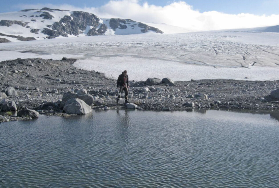 Fra smeltevannsdammene ved kanten av Midtdalsbreen har forskerne samlet insekter for å undersøke mageinnholdet og karbondatere dem. (Foto: Sigmund Hågvar)