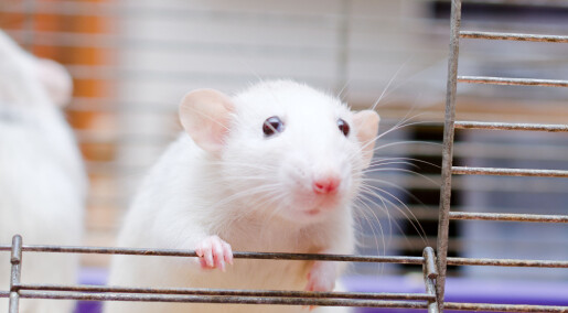 Sopp som lever i tarmen kan endre seg når vi spiser annen mat, viser forskning på mus