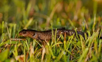 Storsalamander (Triturus cristatus). (Foto: Børre Kind Dervo/NINA) Storsalamander (Triturus cristatus). (Foto: Børre Kind Dervo/NINA)