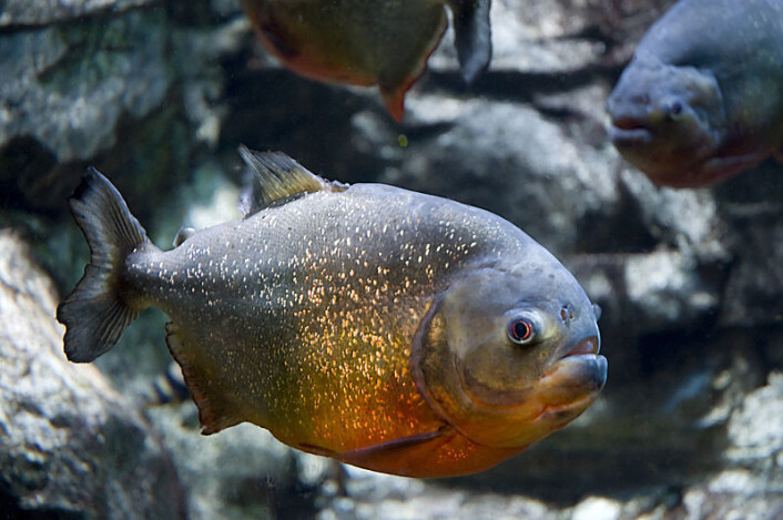 Rødbukpiraja. (Foto: Gregory Moine/Wikimedia Commons) Rødbukpiraja. (Foto: Gregory Moine/Wikimedia Commons)
