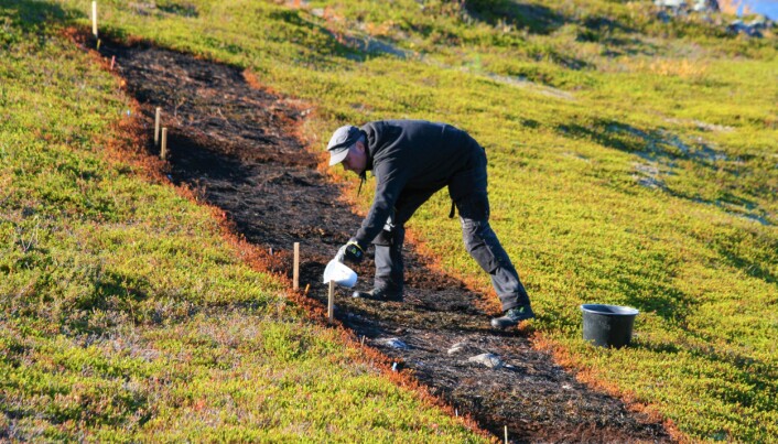 Kreklingjord kalkes for å øke jordas pH. Kreklingen har giftstoffer i bladene som skaper dårlige vekstvilkår for andre planter. Kreklingjord kalkes for å øke jordas pH. Kreklingen har giftstoffer i bladene som skaper dårlige vekstvilkår for andre planter.